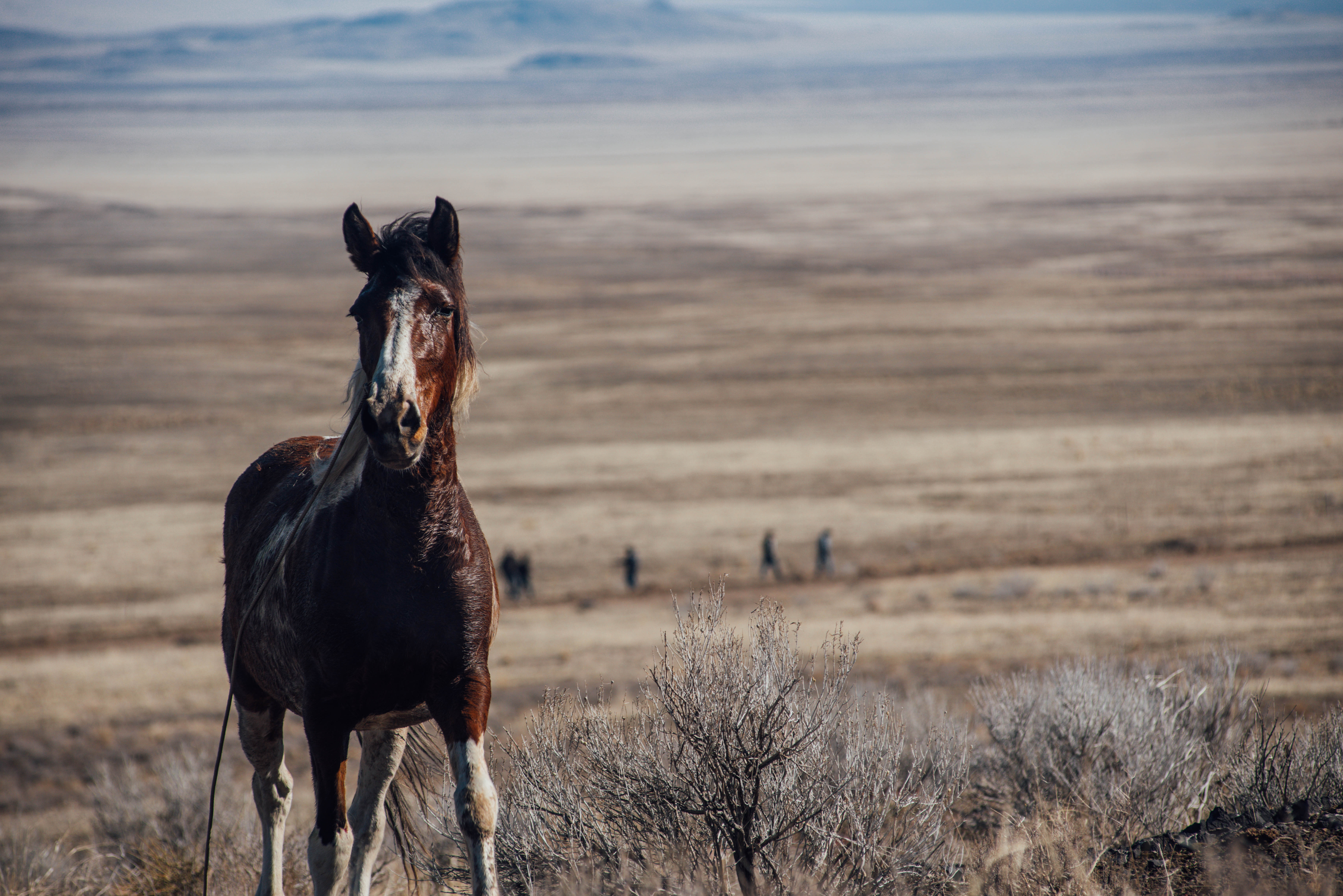 Escape Of The Paint Mare Voices Of The Herd