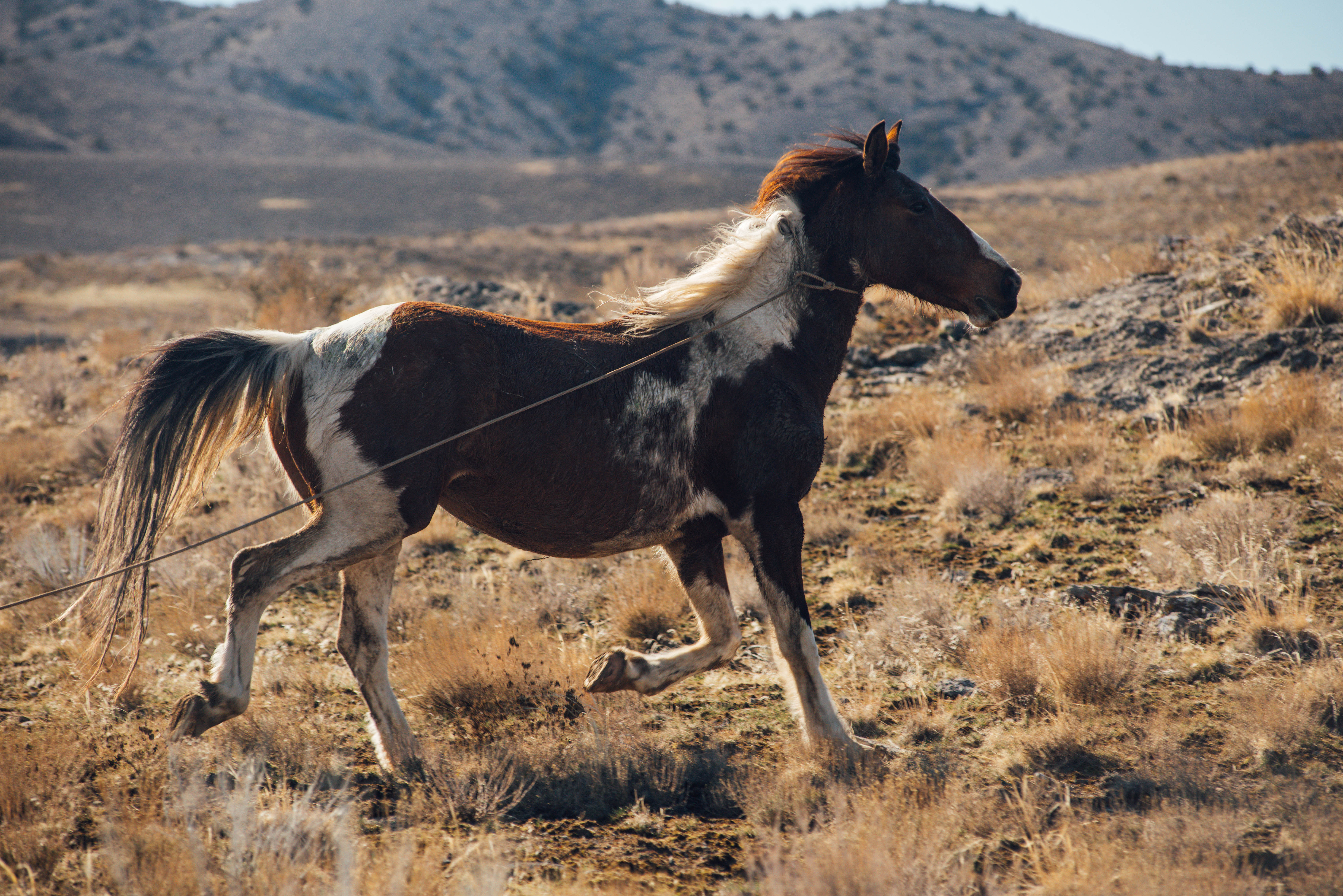 a-very-important-story-escape-of-the-paint-mare-please-forward