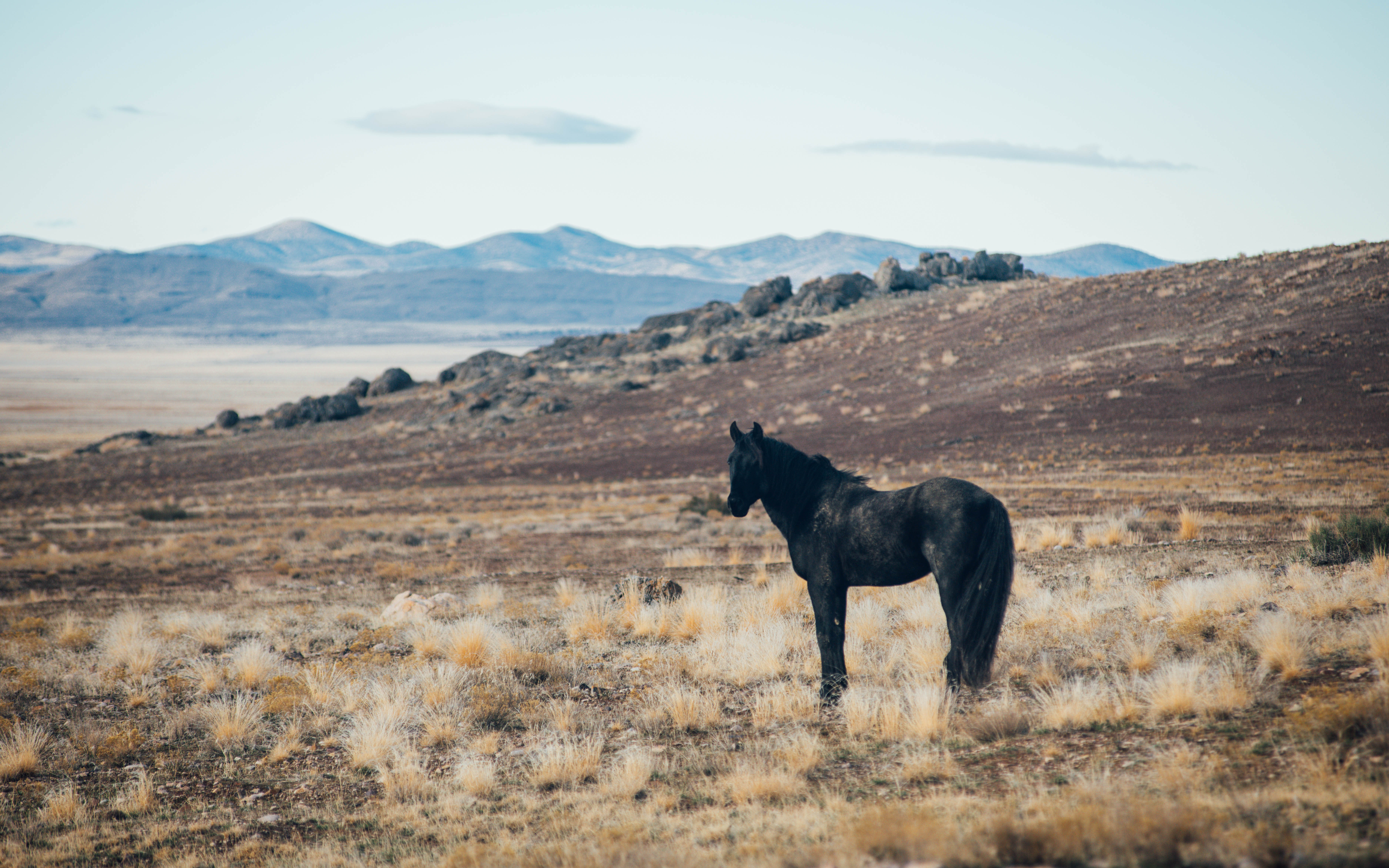 Exploring the Wild