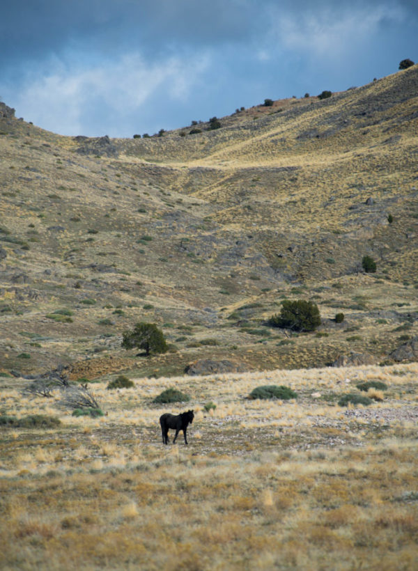 Exploring the Wild