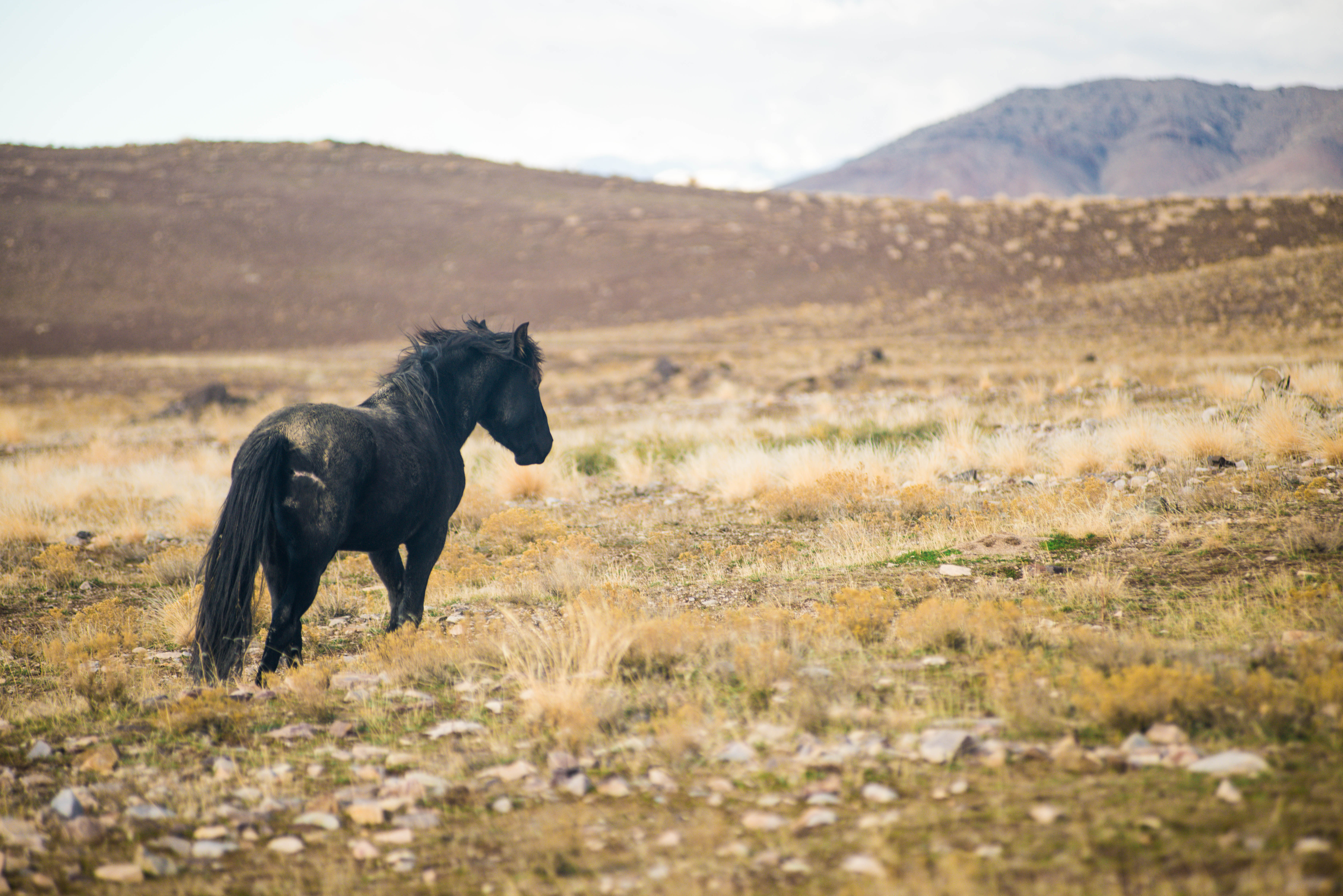 Exploring the Wild